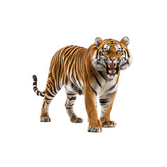Fototapeta premium Fierce Tiger Mid-Roar 