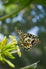Beautiful butterfly on a flower. close up of animal with