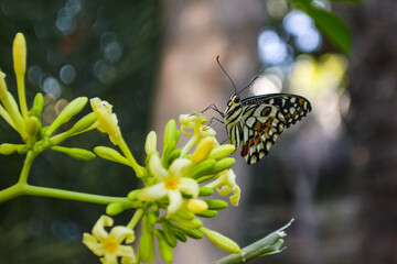 Beautiful butterfly on flower, natural bokeh background wallpaper animal insect