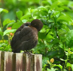 black bird sitting on a fence