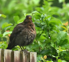 black bird sitting on a fence