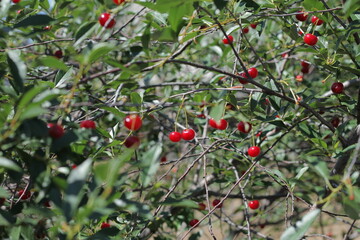 red berries on a branch