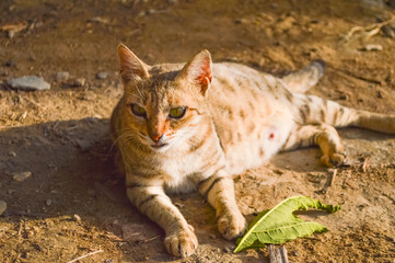 Naklejka premium Brown pregnant cat lying down on ground