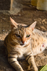 Close up fat kitten, portrait of a cat