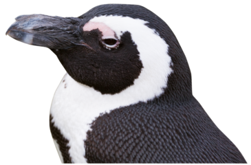 Humboldt Penguin on transparent background,isolated

