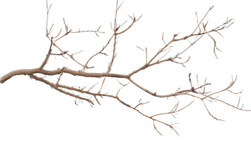Dry branch isolated on transparent background