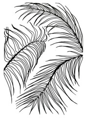 Obraz premium Black and white contours of lush long elegantly curved palm leaves. Fluffy tropical floral frame for festive summer decor. Isolated image for a travel shop or office. Illustration for coloring book.