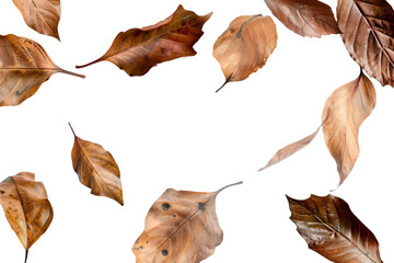 Dry leaves isolated on transparent background