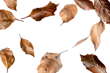 Dry leaves isolated on transparent background