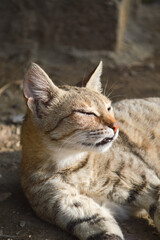 Obraz premium Cute mother kitten relaxing in garden, portrait of a pregnant cat
