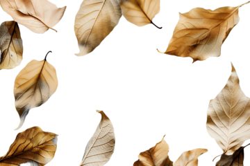 Dry leaves isolated on transparent background