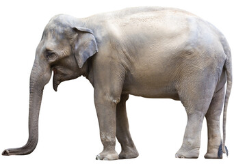 Indian Elephant on transparent background,isolated