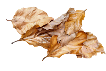 Dry leaves isolated on transparent background
