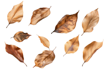 Dry leaves isolated on transparent background