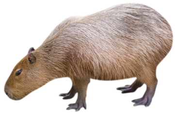 Capybara on transparent background, PNG image