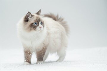 Fluffy Ragdoll Cat In Snow