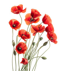 a bouquet of poppies on a white background, perfect for creating a transparent image
