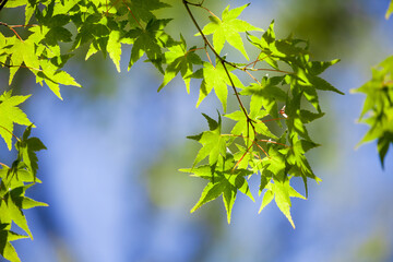 新緑の若葉が美しい