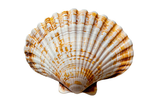 Empty seashell isolated on transparent background