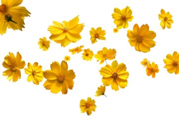 Falling yellow flowers isolated on transparent background