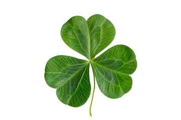 Five leaf clover isolated on transparent background