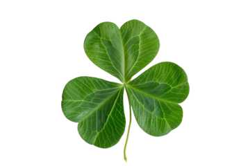 Five leaf clover isolated on transparent background