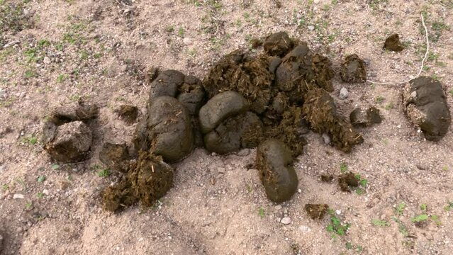 Animal Droppings on Soil