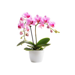 Pink Orchid in White Pot Isolated on Transparent Background