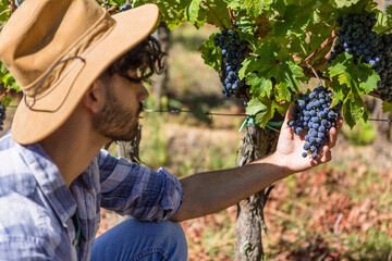 Man examining grapes on vine