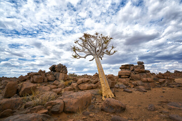 Quiver Tree at the Giant’s Playground rock formations in Namibia
