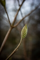 green spring leaf in sunshine