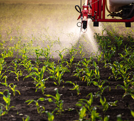 Tractor spraying corn field in sunset