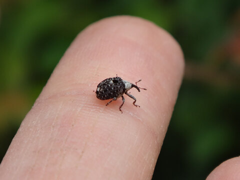 Figwort weevil (Cionus scrophulariae) walking on a human finger