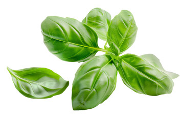 Fototapeta premium Fresh basil leaves isolated on transparent background