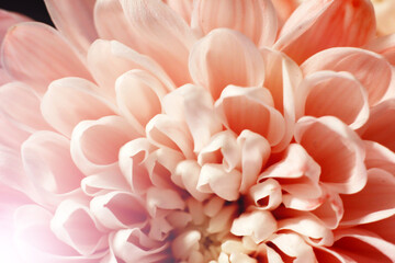 Pink chrysanthemum very close, beautiful flower