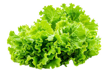 Fresh green lettuce isolated on transparent background