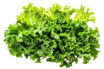 Obraz premium Fresh green lettuce isolated on transparent background