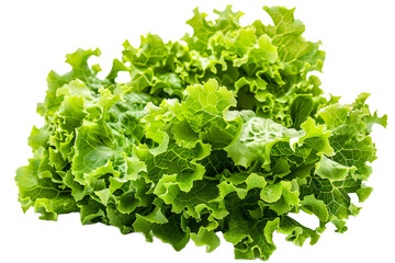 Obraz premium Fresh green lettuce isolated on transparent background
