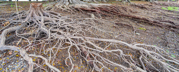 A dead tree stump with dry roots