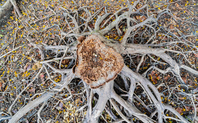 A dead tree stump with dry roots