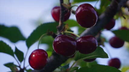 cherries on the tree