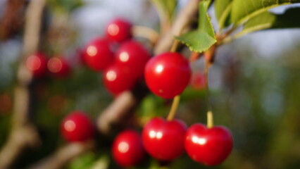 red berries on a branch
