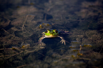 Pool frog in water