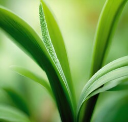 Obraz premium close up of green leaf, leaves, spring, summer, macro, water, close-up, green, flora, plants, garden, texture, fresh, drop, closeup