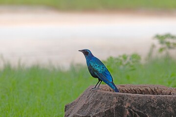 Bird portrait of a blue bird sitting on a tree trunk with a green meadow in the background
