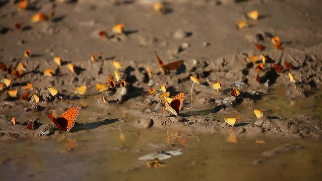 Many butterflies sit on the shore of a pond, drinking water. Orange butterflies in a large cluster.