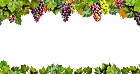 Grape frame. Isolated design element on the transparent background.
