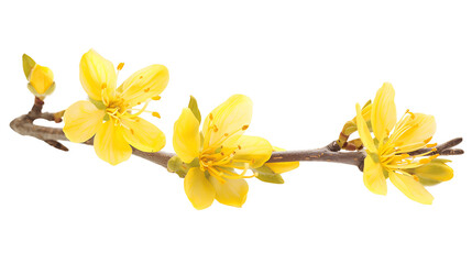 Fototapeta premium Yellow Blossoms Cutout with Transparent Background