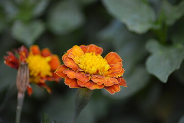 Orange-gelbe Bl&uuml;ten im Fokus