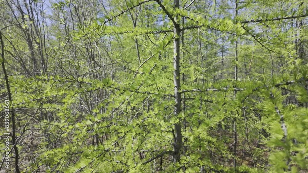 Poster A close-up view of larch trees in a forest setting as new foliage emerges in spring.